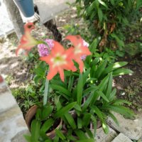 Цветя Амарилис   Хипеаструм, снимка 6 - Саксии и кашпи - 41519163