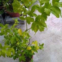 Лимони, снимка 2 - Градински цветя и растения - 34332022