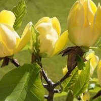 Magnolia Yellow Bird (Магнолия Жълта птица), снимка 1 - Градински цветя и растения - 41223368