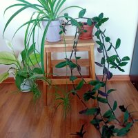 Растения Алое вера, лимони, дафинов лист, за Варна, снимка 9 - Стайни растения - 44339102