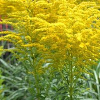 Солидаго, Solidago, снимка 2 - Градински цветя и растения - 41500194