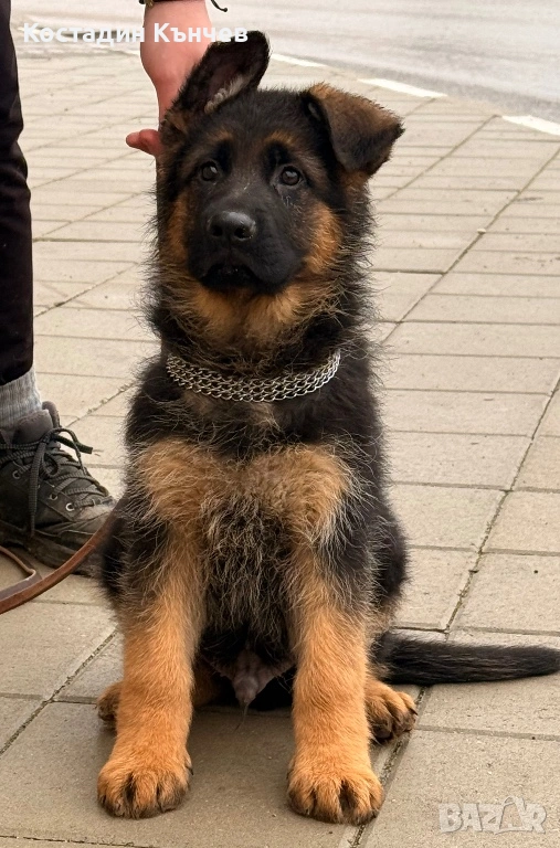 Мъжко кученце немска овчарка, снимка 1