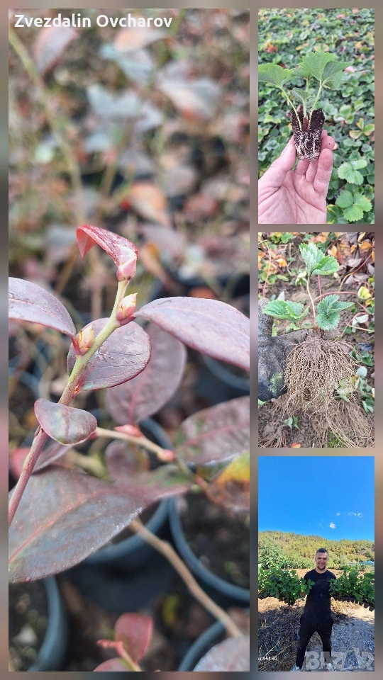 ПРОДАЖБА НА РАЗСАД – БОРОВИНКИ И ЯГОДИ , Малки Боровинки, ягоди вкоренени табли, изгодно добри цени, снимка 1