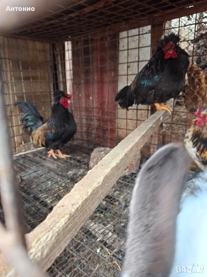 Джинки 18 броя , снимка 1