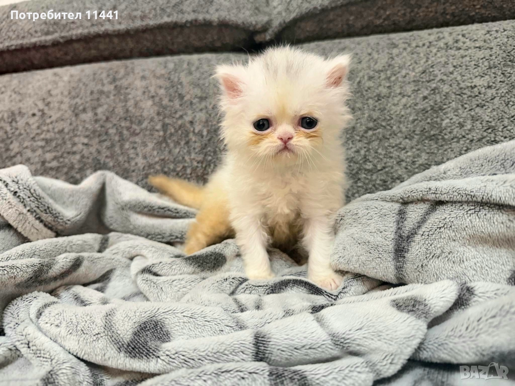 Персийско коте- женско, снимка 1