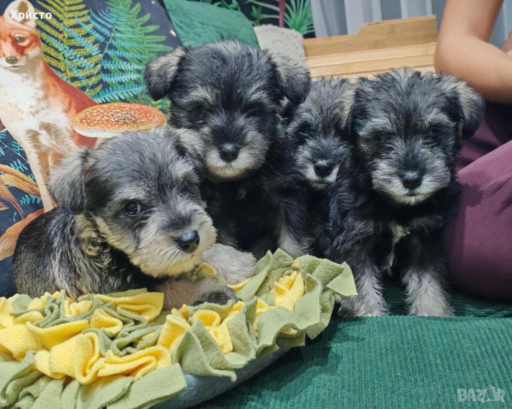 Минишануцер, цвергшнауцер , снимка 1