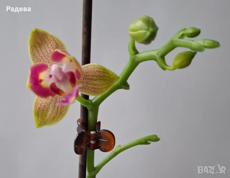 Орхидея Phalaenopsis Miki Golden Sand 'Mouse
, снимка 1