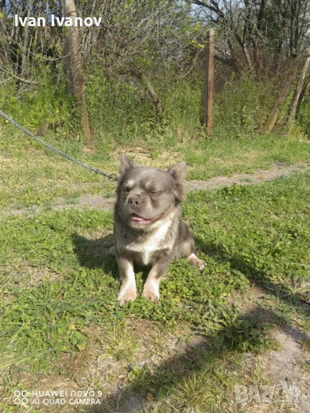 Френски Булдог флъфи носител на изабела, снимка 1