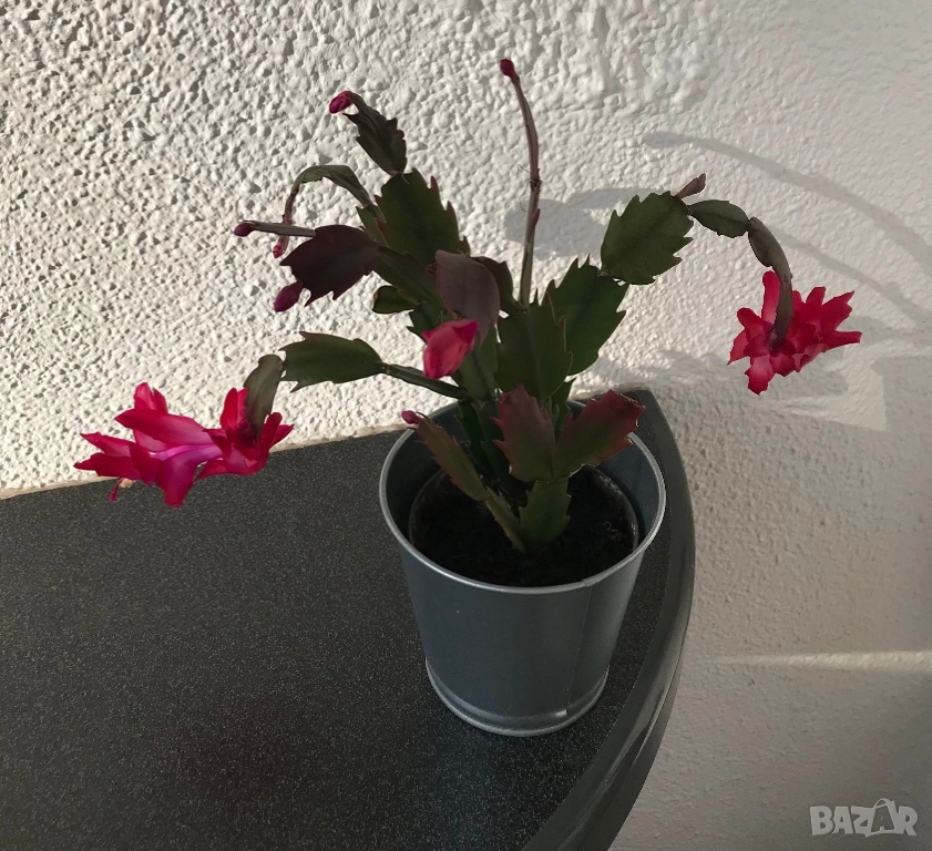 Коледниче в метална кашпа, снимка 1