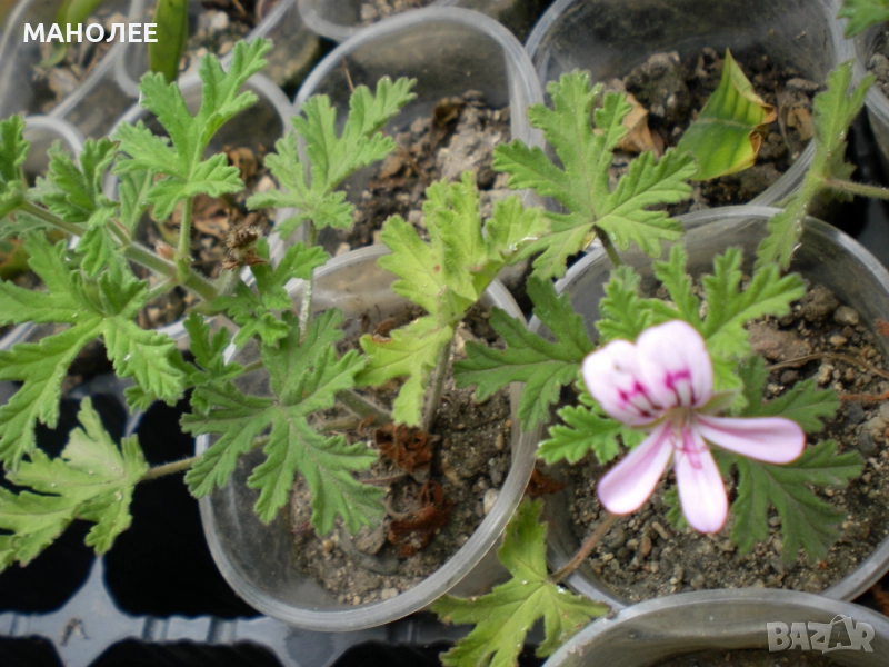 Индрише, снимка 1