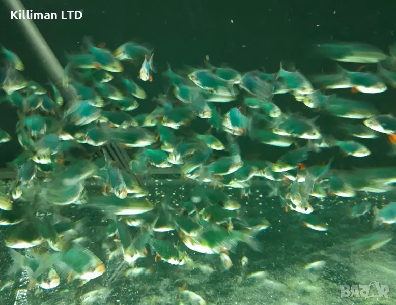 Калифорнийски барбус, 10+ Х 0.80 €, снимка 1