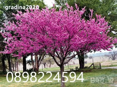 Див рожков (Cercis siliquastrum) Дърво на Юда, снимка 1
