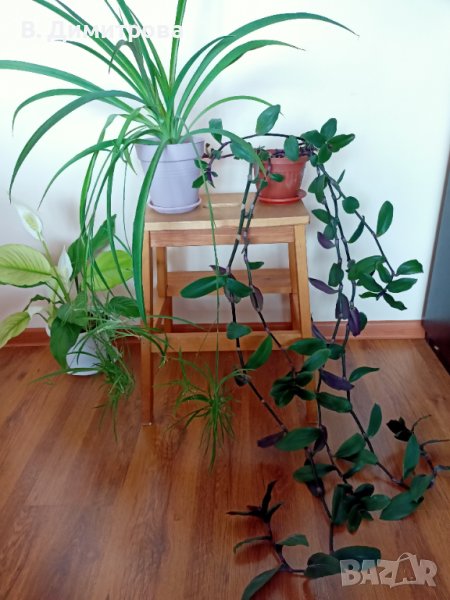 Растения Алое вера, лимони, дафинов лист, за Варна, снимка 1