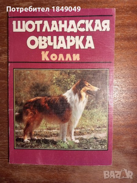 Шотландская овчарка Колли, снимка 1