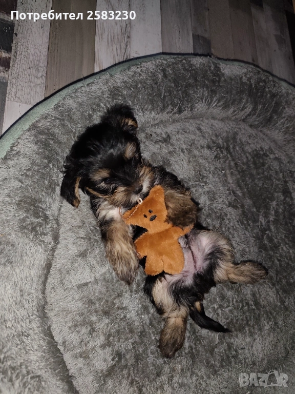 Йоркширски териер , снимка 1