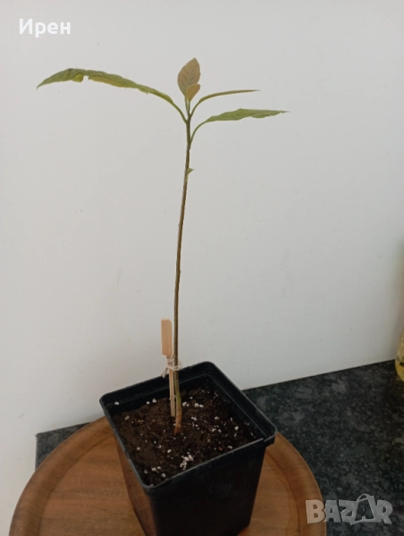 Авокадо , снимка 1