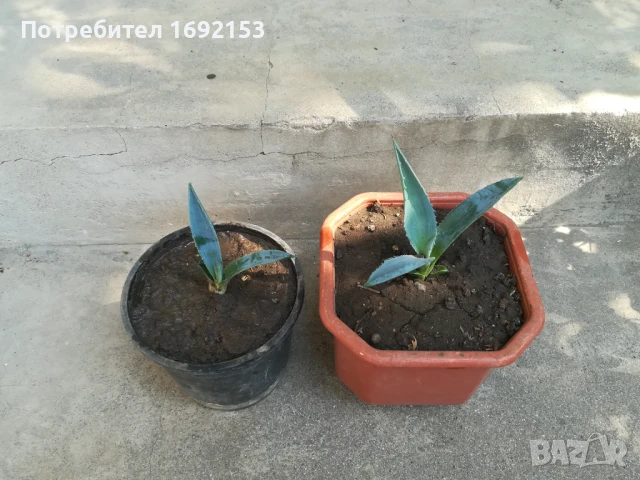 Агаве, снимка 6 - Градински цветя и растения - 51233404