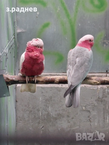 Двойка розаво какаду , снимка 5 - Папагали - 53504666