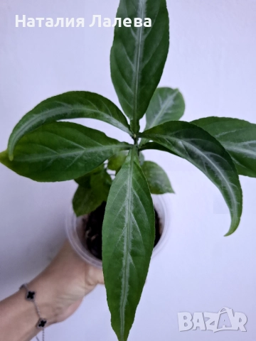 Порфирокома, porphyrocoma, снимка 2 - Стайни растения - 52971664