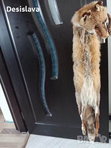 Яка от лисица, снимка 4 - Якета - 53568239