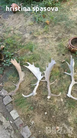 Рога от лопатар, снимка 3 - Други - 55994328