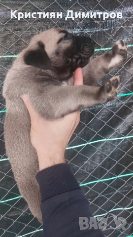 Продават се .Чистокръвни кангалчета ., снимка 8 - Кангал - 52367410