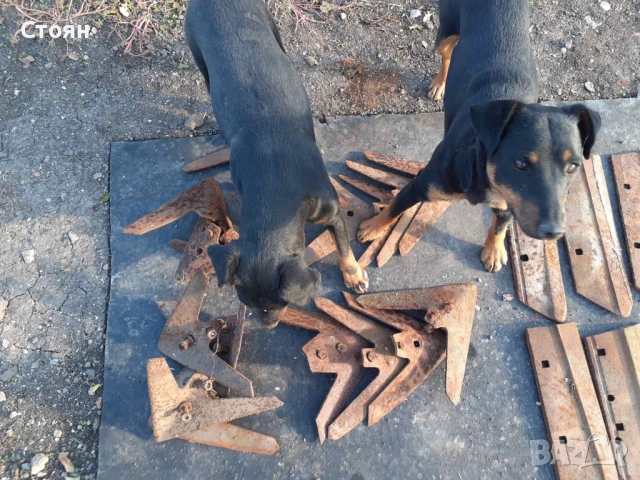 Ягдтериери, снимка 8 - Ягдтериер - 53523678