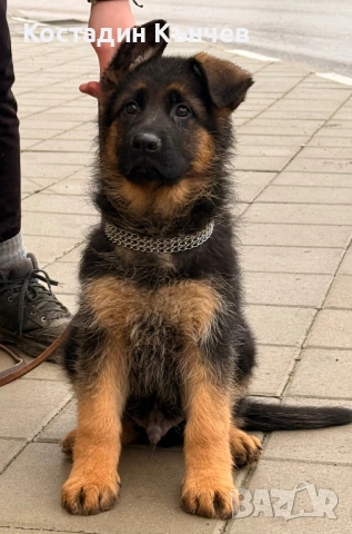 Мъжко кученце немска овчарка