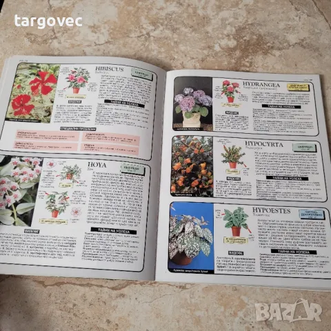 книга експерт по стайните растения, снимка 2 - Специализирана литература - 49783655