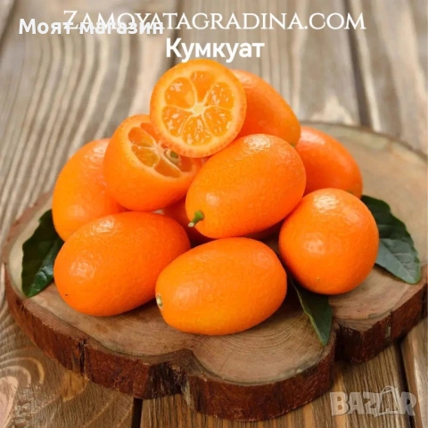 Цитрусови растения – Лимон , Портокал , Мандарина, Грейфрут ,Кумкуат , Лайм , Див лимон и Каламондин