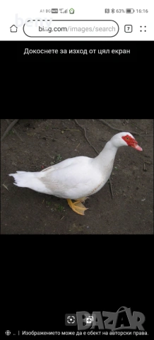 Продавам яйца от Неми Патици и малки патета, снимка 2 - Патици и гъски - 53740945