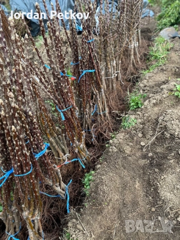 Мини дървета, снимка 3 - Разсади - 52656469