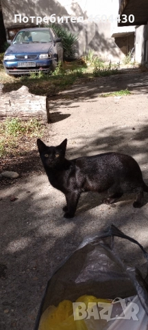 котенца на пет месеца за осиновяване , снимка 3 - Други - 51829074