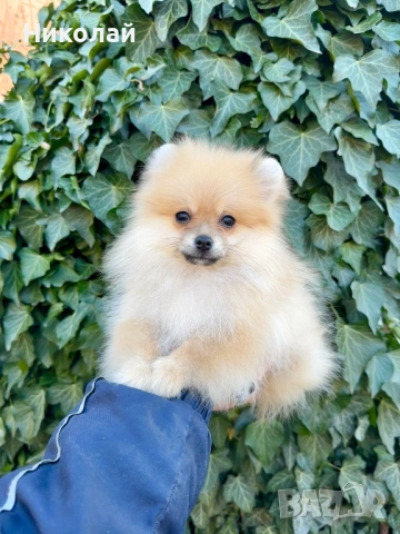 Померан мини момче със втора ваксина, снимка 3 - Померан - 53824469