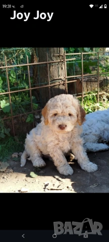 Lagotto , снимка 3 - Други - 53271510