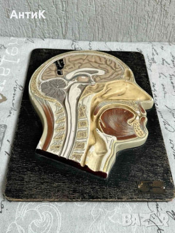 Соц Анатомичен Модел на Човешки Череп, снимка 6 - Антикварни и старинни предмети - 51677598