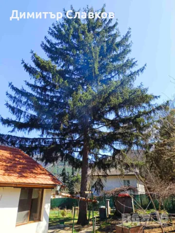 Рязане на опасни дървета,Кастрене,Косене,Почистване на дворове,парцели,места,градинки, снимка 5 - Кърти, чисти, извозва - 49707388