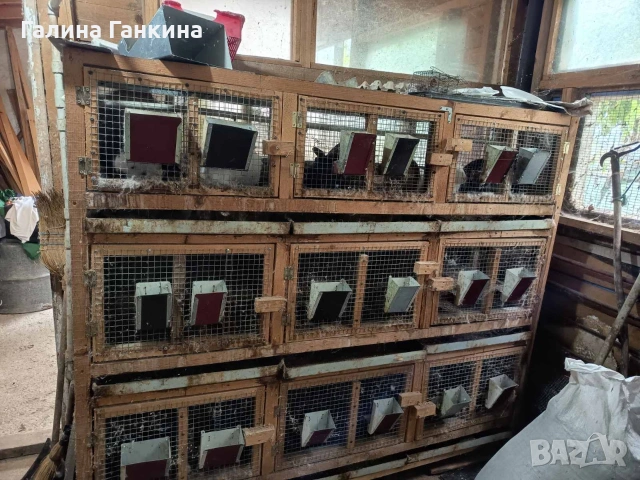 Заешко месо , снимка 3 - Други животни - 53204862