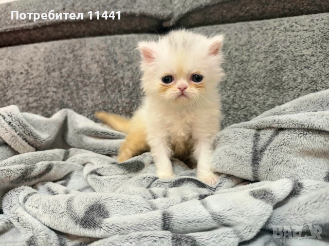 Персийско коте- женско