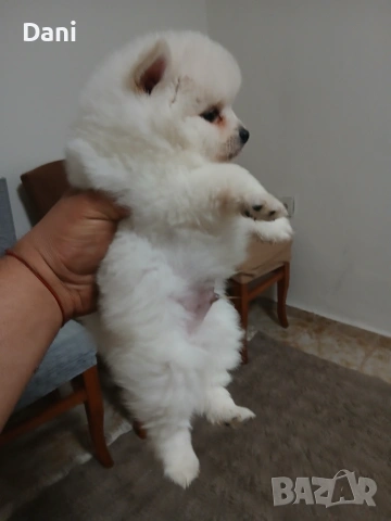 Mini Pomeran , снимка 3 - Померан - 53417593