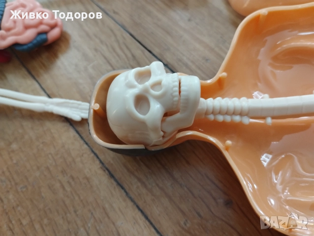 Образователна анатомична фигура - Човешко тяло 3D, 29.5см, снимка 8 - Образователни игри - 51702687