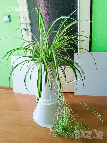 Хлорофитум, Пасифлора, Бенджамин, Копривка 