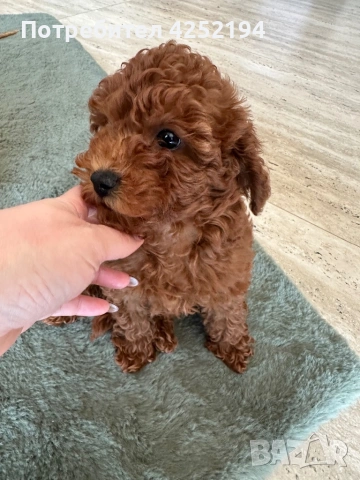 Той пудел женско , снимка 2 - Пудели - 53865654