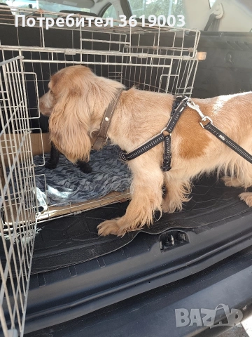 Английски кокер шпаньол , снимка 3 - Кокер шпаньол - 53089488