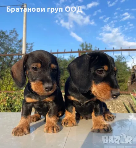 Твърдокосмести Дакели