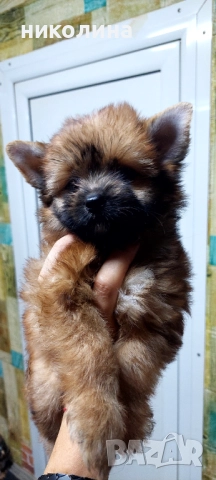 Продавам Йоркширски териер , снимка 9 - Йоркширски териер - 52893313