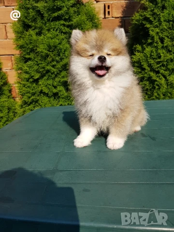 Померан померанче момченце Гр. София , снимка 1