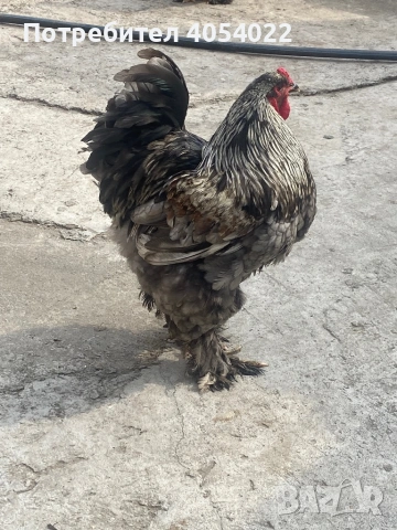 Продава се кокошки брами, снимка 5 - Кокошки и пуйки - 53736567