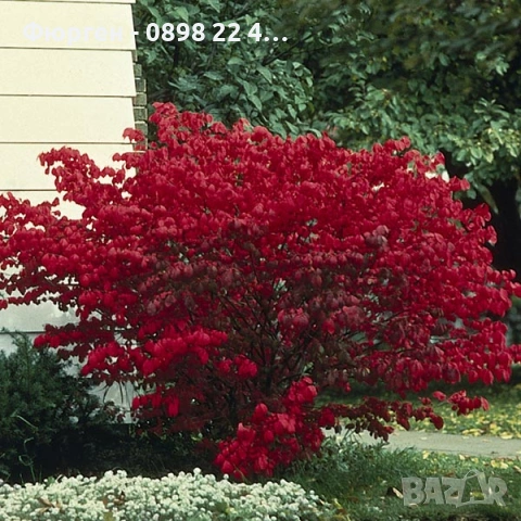 Oгнен храст - Euonymus alatus Студоустойчив , снимка 5 - Разсади - 38115122