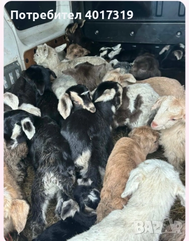 Продавам малки ярета, снимка 3 - Други животни - 53234311